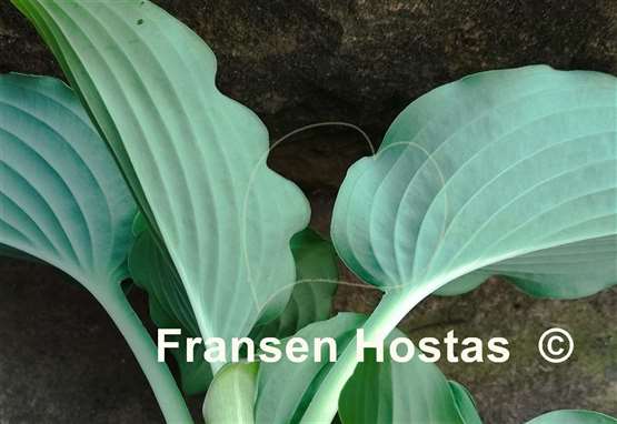 Hosta Blue Life